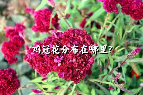 鸡冠花分布在哪里?