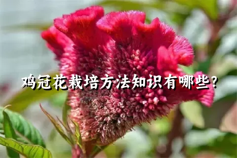 鸡冠花栽培方法知识有哪些？