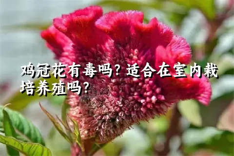 鸡冠花有毒吗？适合在室内栽培养殖吗？