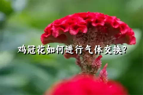 鸡冠花如何进行气体交换？