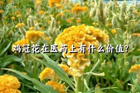 鸡冠花在医药上有什么价值？