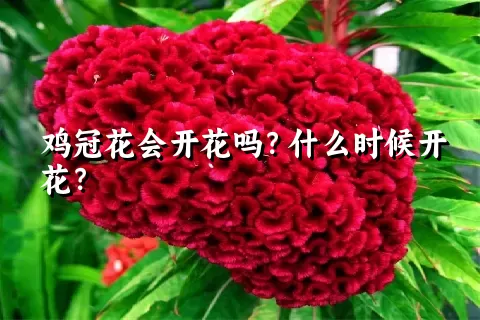 鸡冠花会开花吗？什么时候开花？