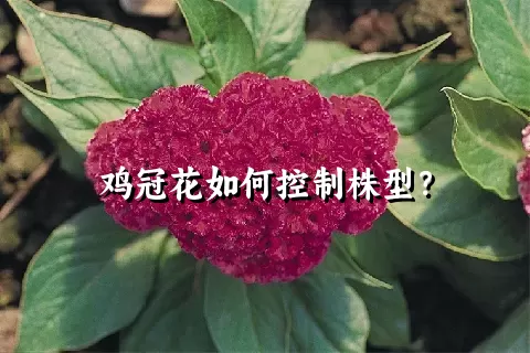 鸡冠花如何控制株型？