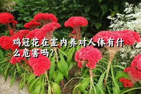 鸡冠花在室内养对人体有什么危害吗？