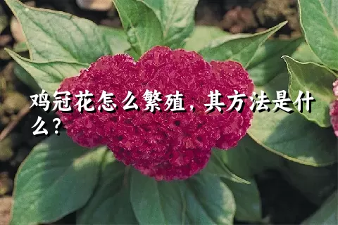 鸡冠花怎么繁殖，其方法是什么？