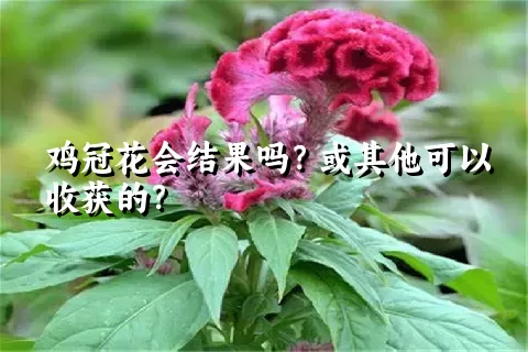 鸡冠花会结果吗？或其他可以收获的？