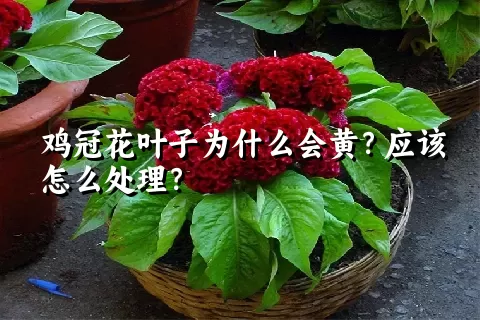 鸡冠花叶子为什么会黄？应该怎么处理？