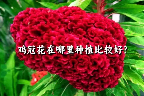 鸡冠花在哪里种植比较好？