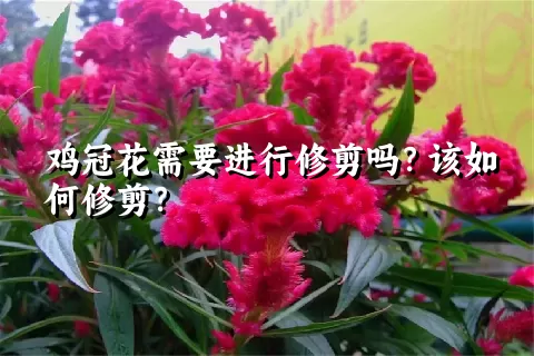 鸡冠花需要进行修剪吗？该如何修剪？