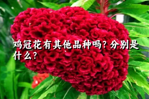 鸡冠花有其他品种吗？分别是什么？