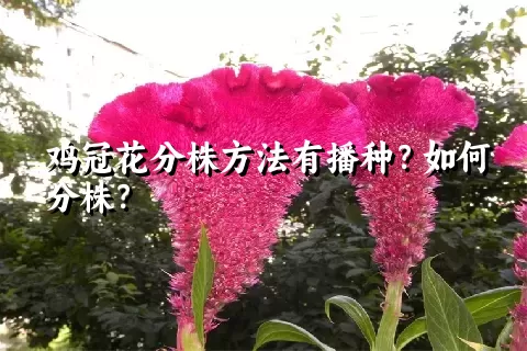 鸡冠花分株方法有播种？如何分株？