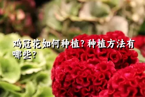 鸡冠花如何种植？种植方法有哪些？