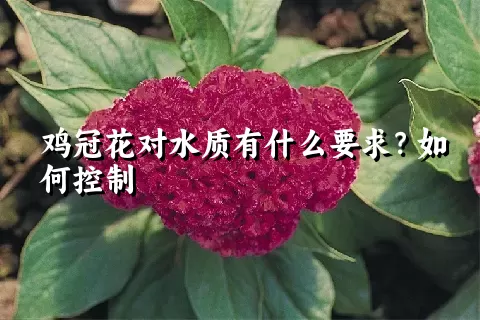 鸡冠花对水质有什么要求？如何控制