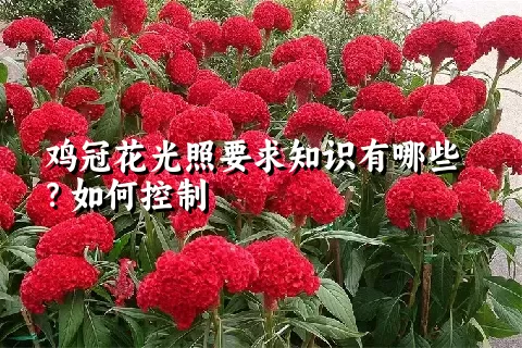 鸡冠花光照要求知识有哪些？如何控制