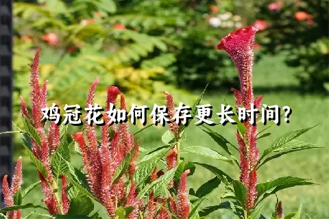 鸡冠花如何保存更长时间？