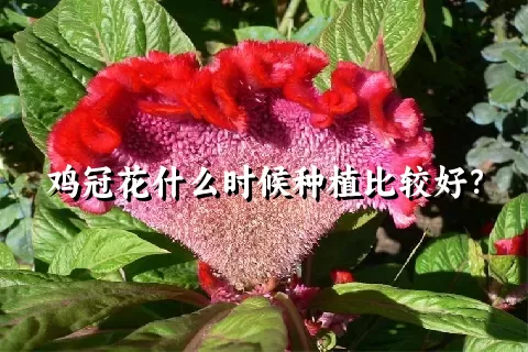 鸡冠花什么时候种植比较好？