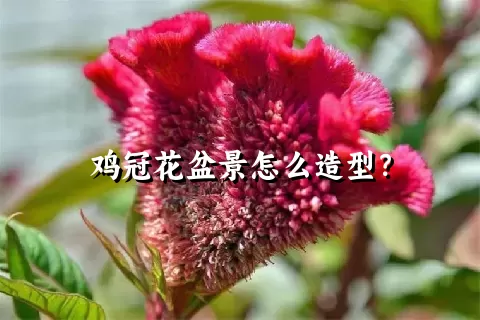 鸡冠花盆景怎么造型？