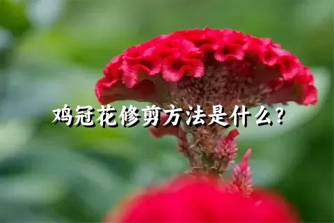 鸡冠花修剪方法是什么？