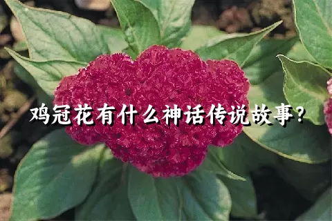 鸡冠花有什么神话传说故事？