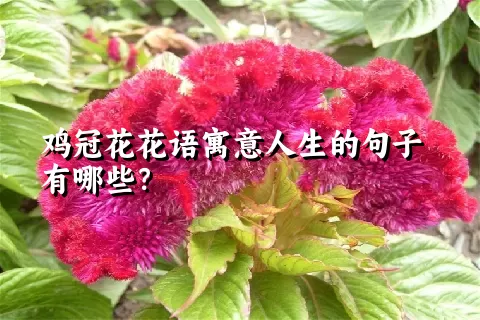 鸡冠花花语寓意人生的句子有哪些？