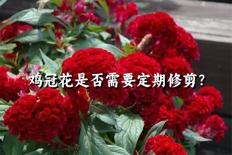 鸡冠花是否需要定期修剪？