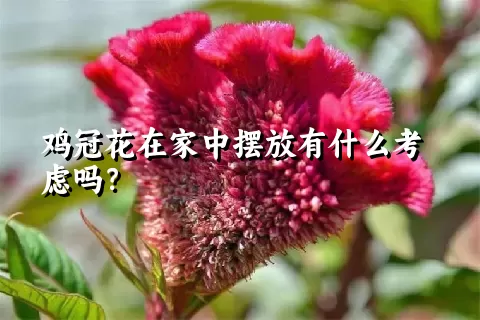 鸡冠花在家中摆放有什么考虑吗？