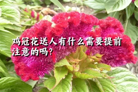 鸡冠花送人有什么需要提前注意的吗？