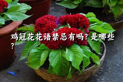 鸡冠花花语禁忌有吗？是哪些？