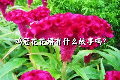 鸡冠花花语有什么故事吗？