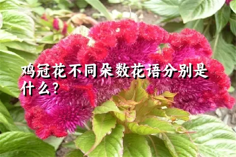 鸡冠花不同朵数花语分别是什么？