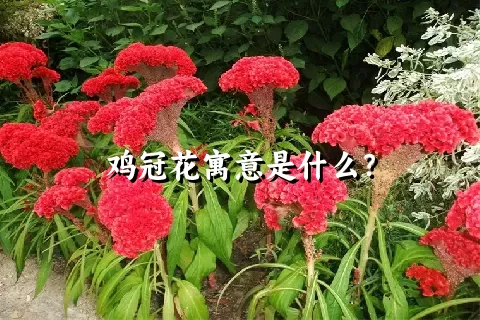 鸡冠花寓意是什么？