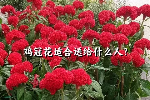 鸡冠花适合送给什么人？