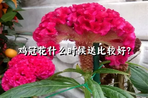 鸡冠花什么时候送比较好？