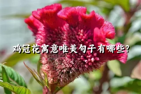 鸡冠花寓意唯美句子有哪些？