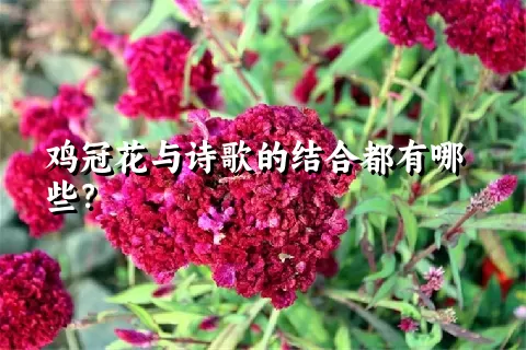 鸡冠花与诗歌的结合都有哪些？