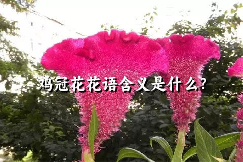 鸡冠花花语含义是什么？