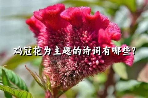 鸡冠花为主题的诗词有哪些？