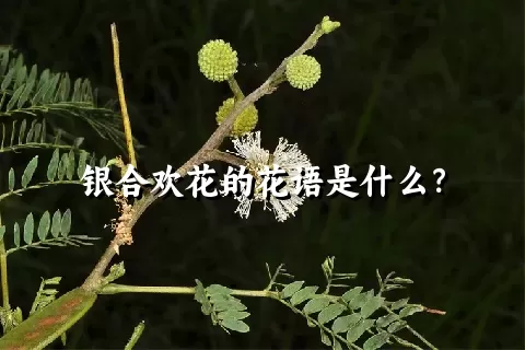 银合欢花的花语是什么？