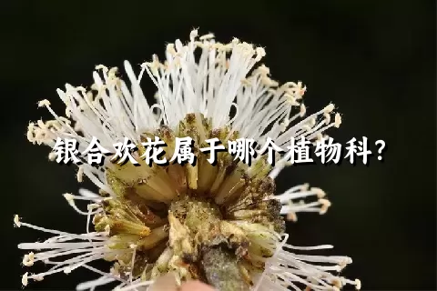 银合欢花属于哪个植物科？