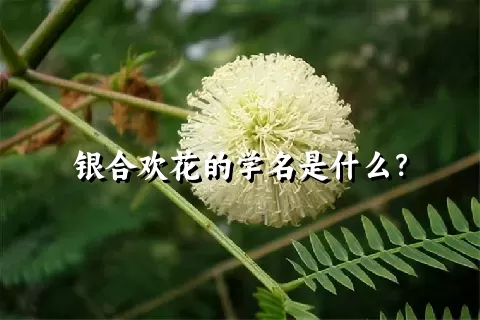 银合欢花的学名是什么？