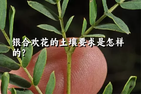 银合欢花的土壤要求是怎样的？