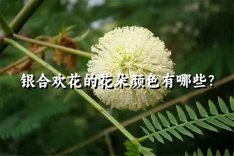 银合欢花的花朵颜色有哪些？