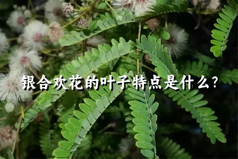 银合欢花的叶子特点是什么？