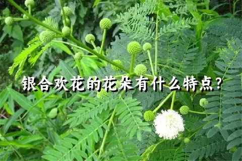 银合欢花的花朵有什么特点？