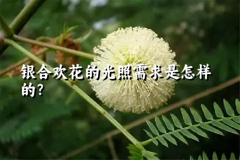 银合欢花的光照需求是怎样的？