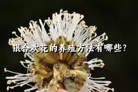 银合欢花的养殖方法有哪些？