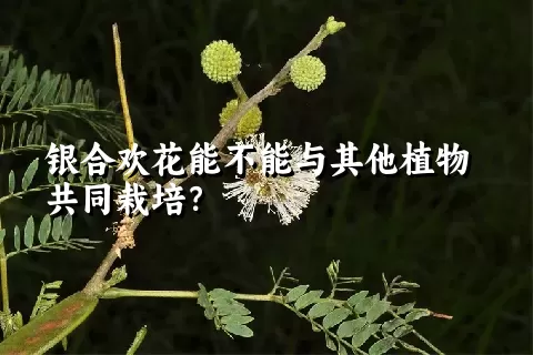 银合欢花能不能与其他植物共同栽培？