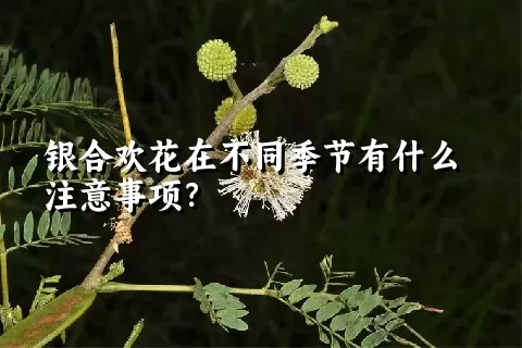 银合欢花在不同季节有什么注意事项？