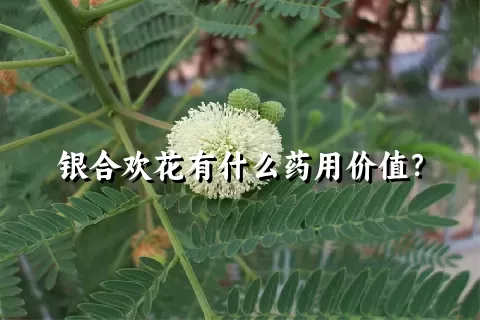 银合欢花有什么药用价值？