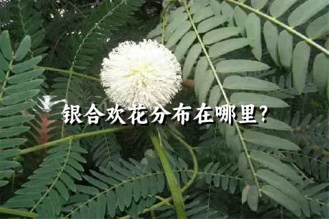 银合欢花分布在哪里?